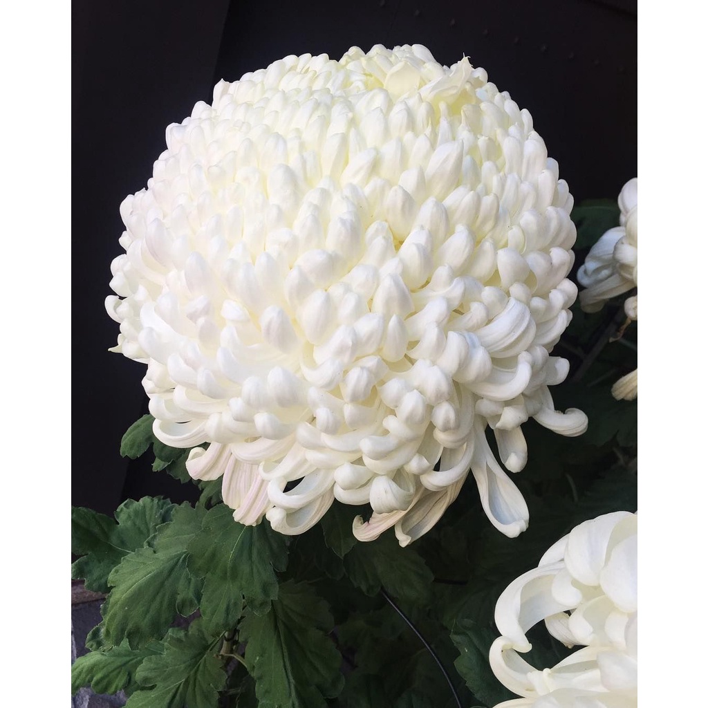 Benih Bibit Biji - Bunga Chrysanthemum Snow Ball Krisan Bola Salju Putih Pompom Flower Seeds - IMPORT