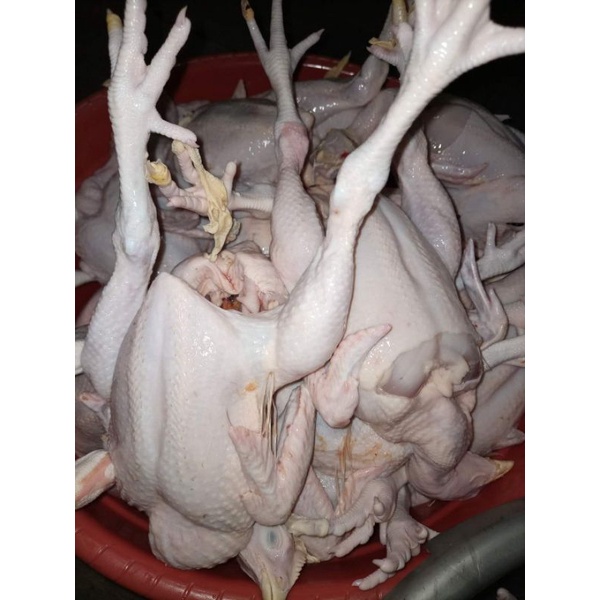 

ayam fresh Frozen 500gr