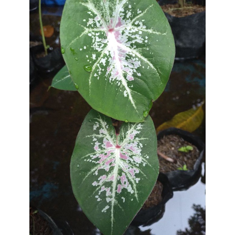 Caladium Keladi Pink Cloud