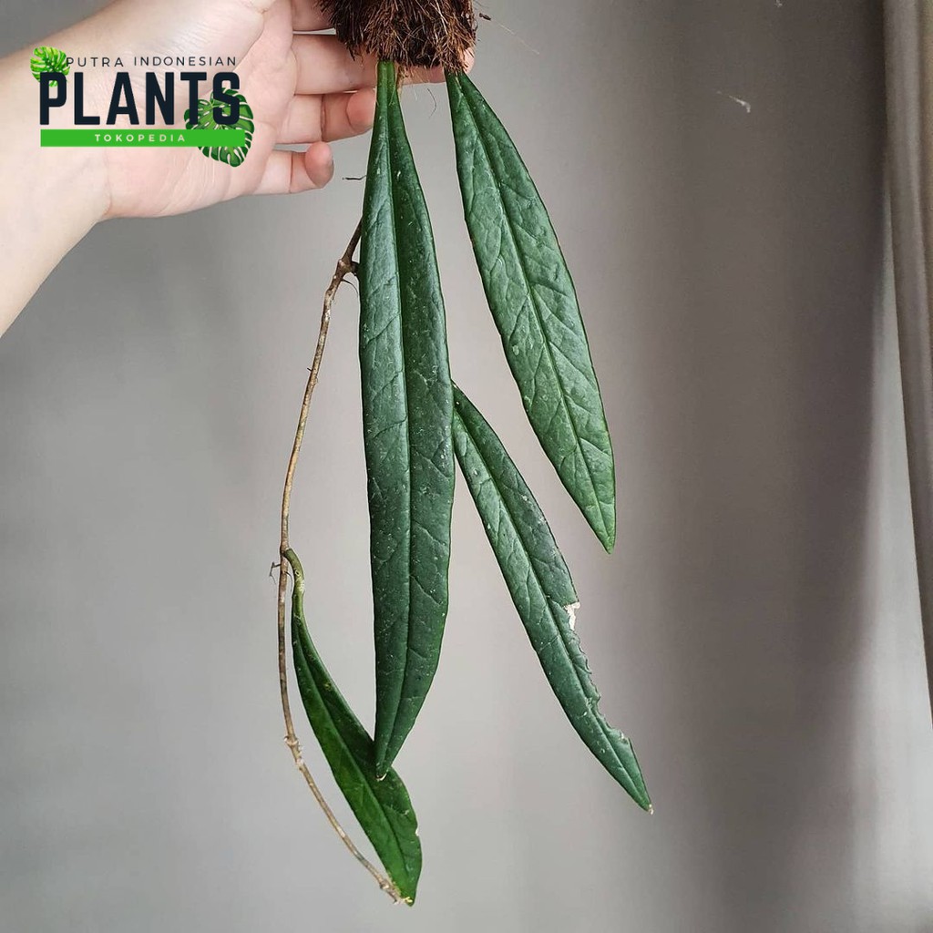 Hoya Sulawesiana - Tanaman Hias