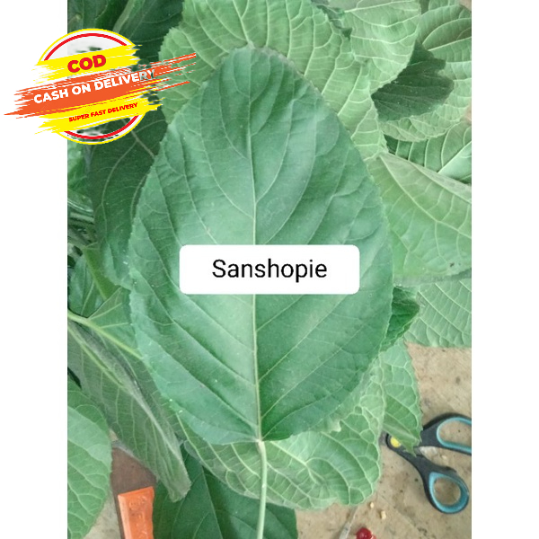 

Duan talingkup segar paket 1 kg