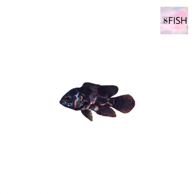 Baby Oscar Tiger Batik