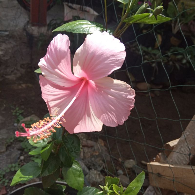 tanaman hias bunga sepatu pink muda mikro stek tanpa akar