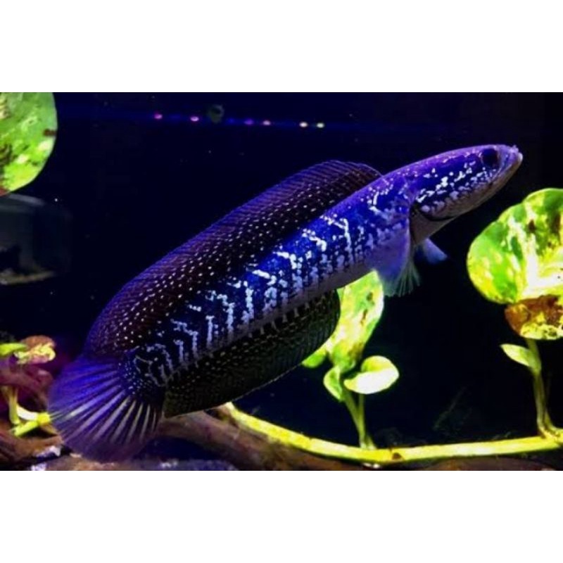 Channa asiatica ws pure7-9cm