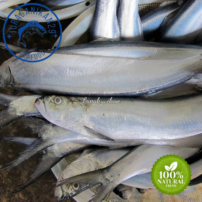

Ikan Parang Parang 1Kg Ikan Fresh Dan BERGARANSI