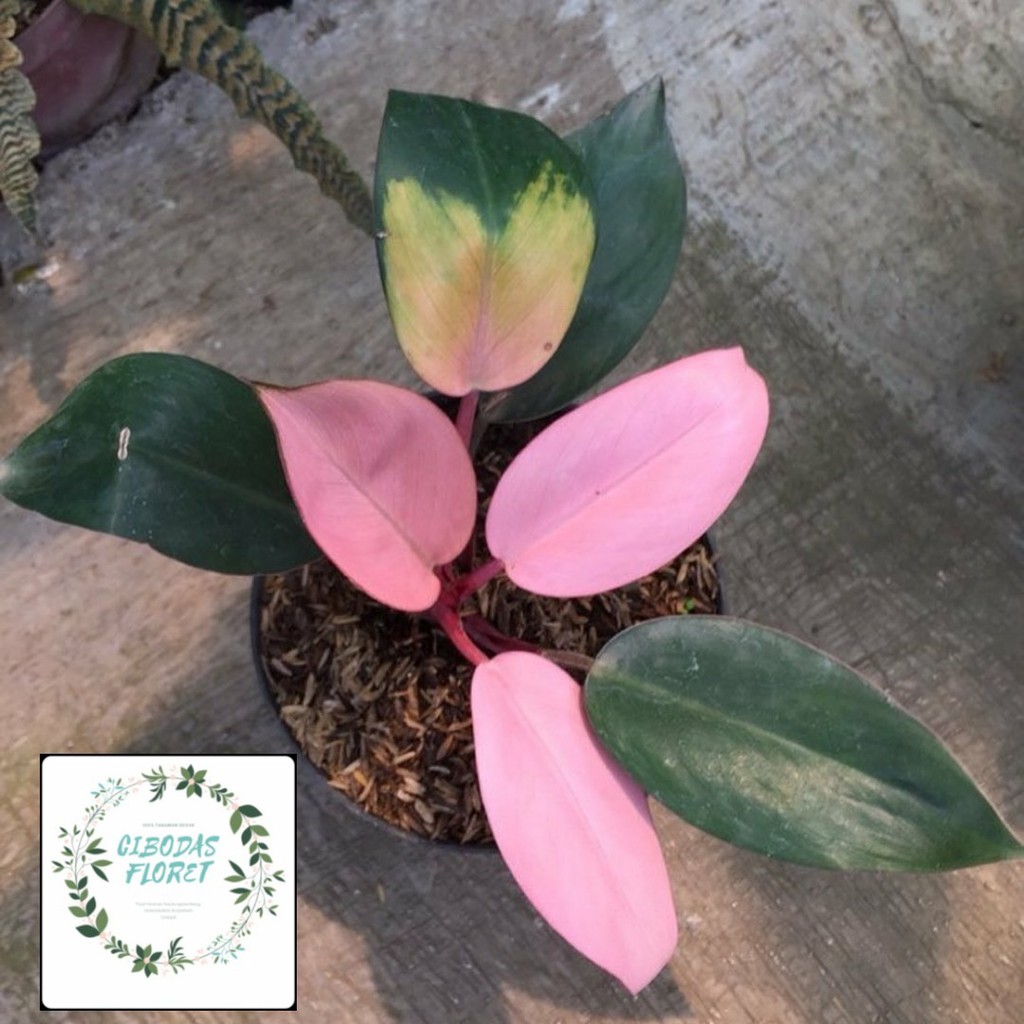 TANAMAN HIAS PHILODENDRON PINK CONGO Shopee Indonesia TANAMAN HIAS PHILODENDRON PINK CONGO Shopee Indonesia