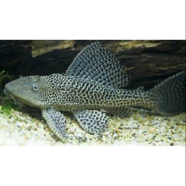 Ikan sapu sapu