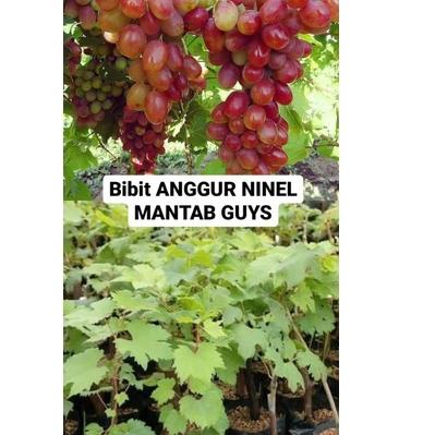 Muraaaahh.. BIBIT ANGGUR NINEL - IMPORT SUPER
