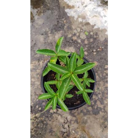 Adenium arabicum hybrid