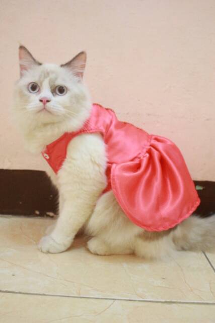 Dresd peach princess Niu / dress kucing lucu murah terlaris / baju kucing murah size S M L XL