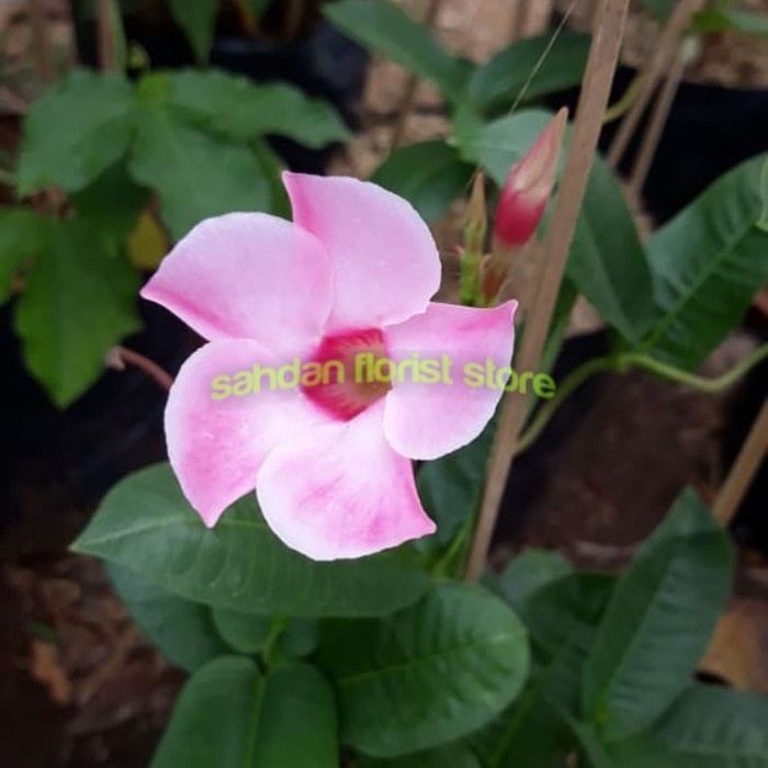pohon alamanda bunga pink / tanaman hias/bunga alamanda/pohon alamanda