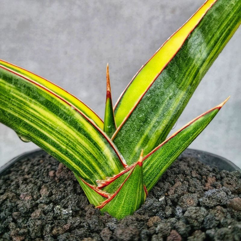 Sansivera Robusta Dwarf Varigata Istimewah #02