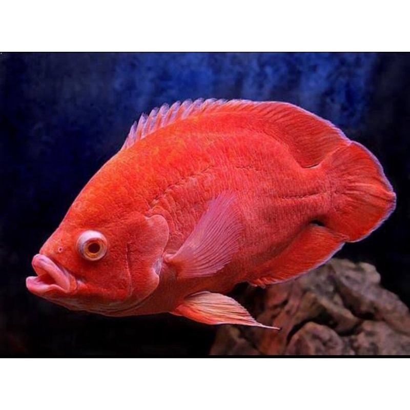 Oscar Short Body Paris Albino American Cichlid