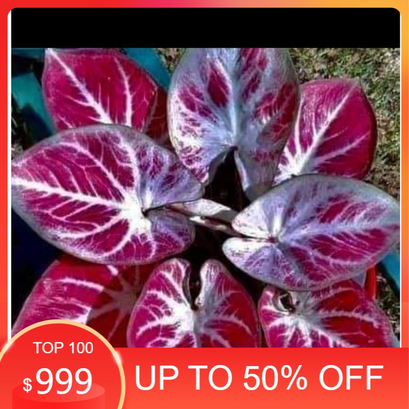 termurah Umbi Caladium white Bone  keladi hias hybrid import thailand