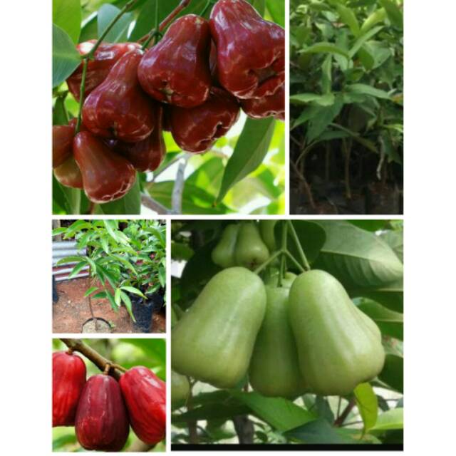 Paket 3 jenis bibit (jambu deli merah, deli hijau dan jamaika)