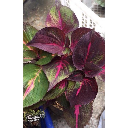 #_* Paket Bibit Tanaman Hias Bunga Miana Iler 15 Jenis Mix