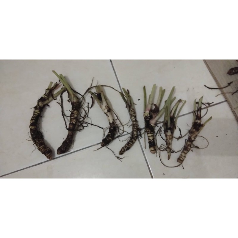 BONGGOL ATAS DRAGON SCALE HIJAU DAN SILVER (SATUAN)