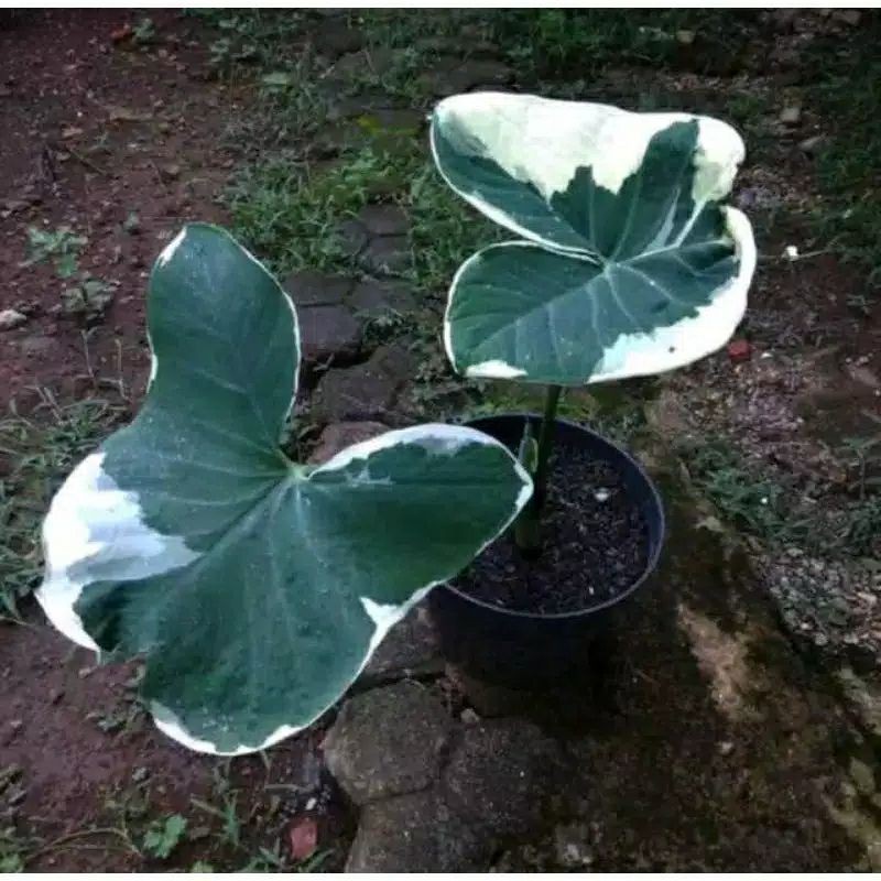 tanaman hias caladium kantong semar - keladi kantong semar