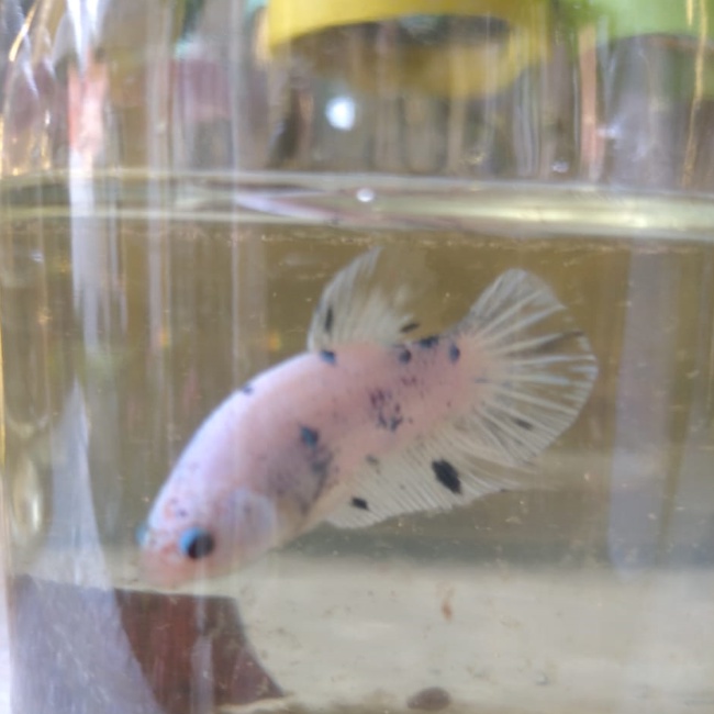 Pangeran Cupang Putih