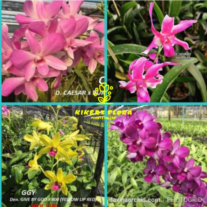 4 PAKET TANAMAN HIAS DENDROBIUM ANGGREK