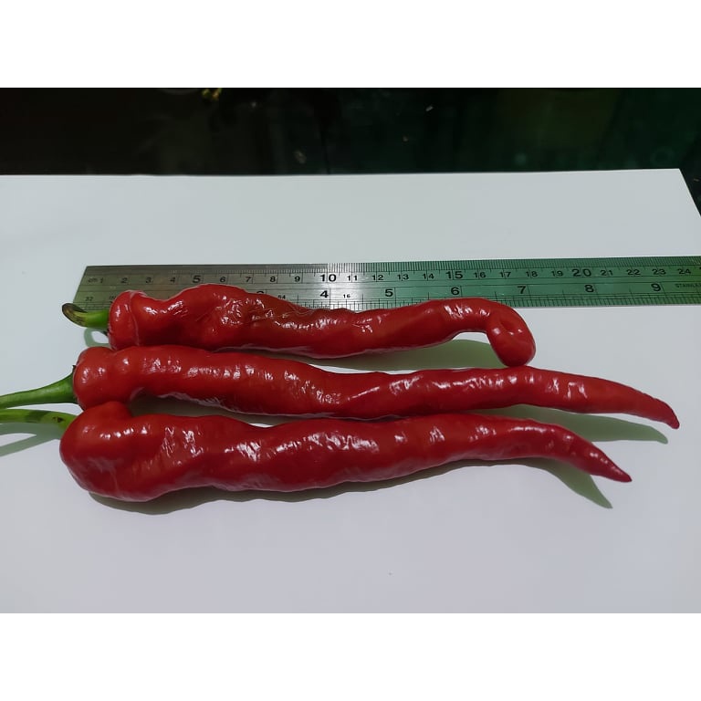 Benih Bibit Biji - Cabai Hangjiao Super Nova Cabe Merah Keriting Jumbo Panjang Pedas Pepper Seeds