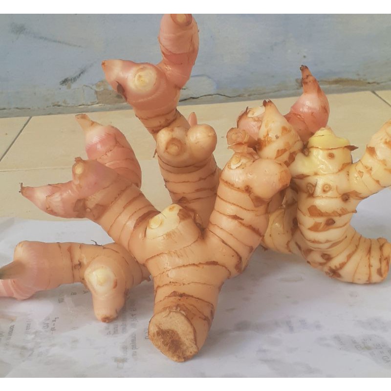 

lengkuas segar buat campuran bumbu masak