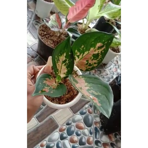 aglonema sultan Brunai