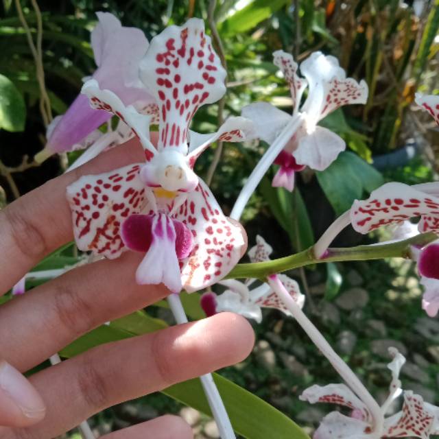 Jumbo banget 1kg muat 1-2 saja  Vanda Tricolor dewasa jumbo