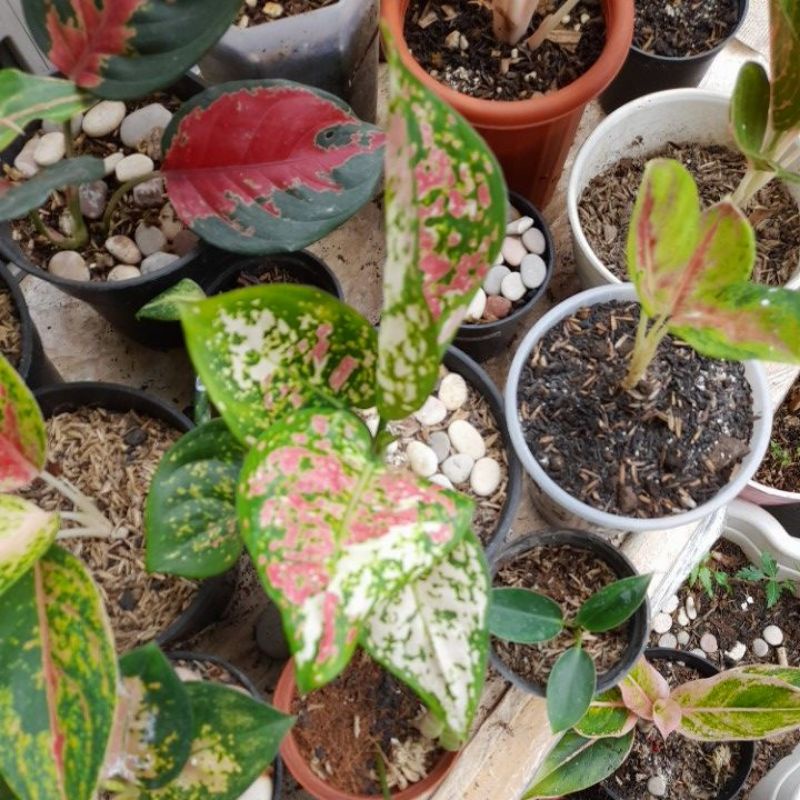 Aglonema tanaman hias tri color/trhee colour aglaonema