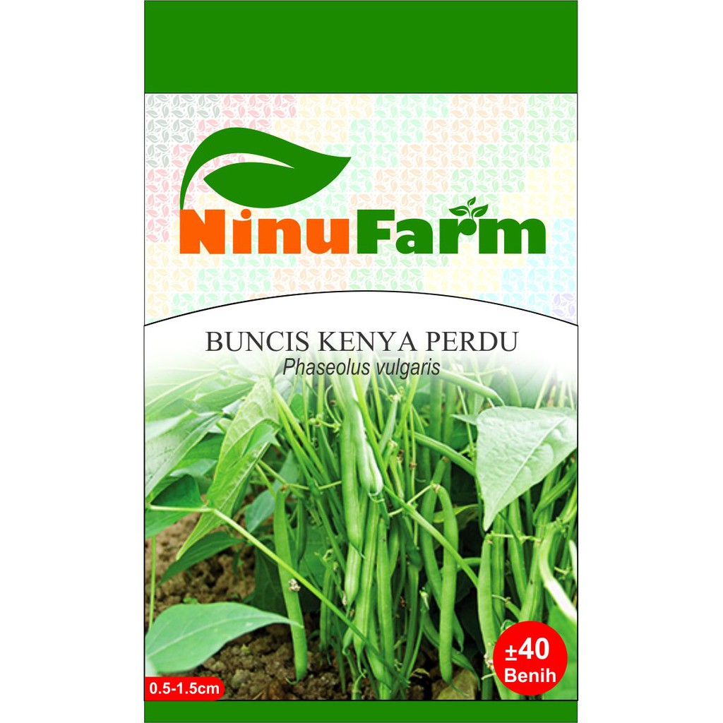 Benih Buncis Kenya Perdu Tidak Merambat 40Seeds