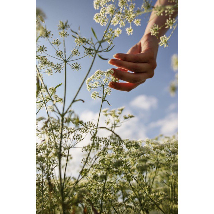 Benih-Bibit Herb Anise (Haira Seed)