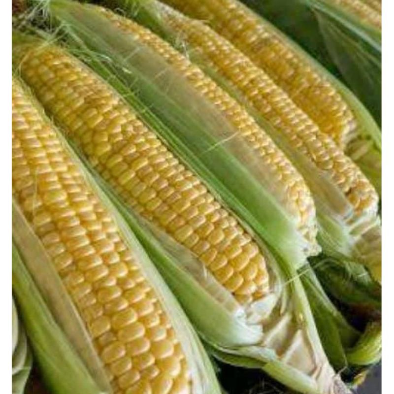 

jagung manis segar 500gr