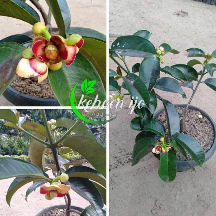 Bibit Manggis Super Tanpa Biji