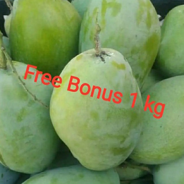 

Mangga Indramayu 1 kg + Gratis Bonus