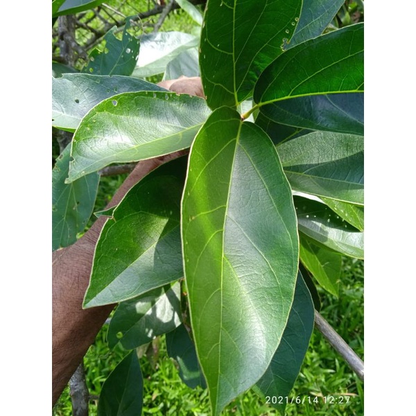 

Daun kipanas/camcauh/cincau hijau perdu 500 grm