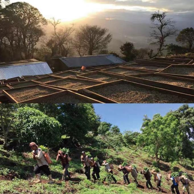 

COFFEE DIVERSA SUDAN RUME GREEN BEANS FBFG63546