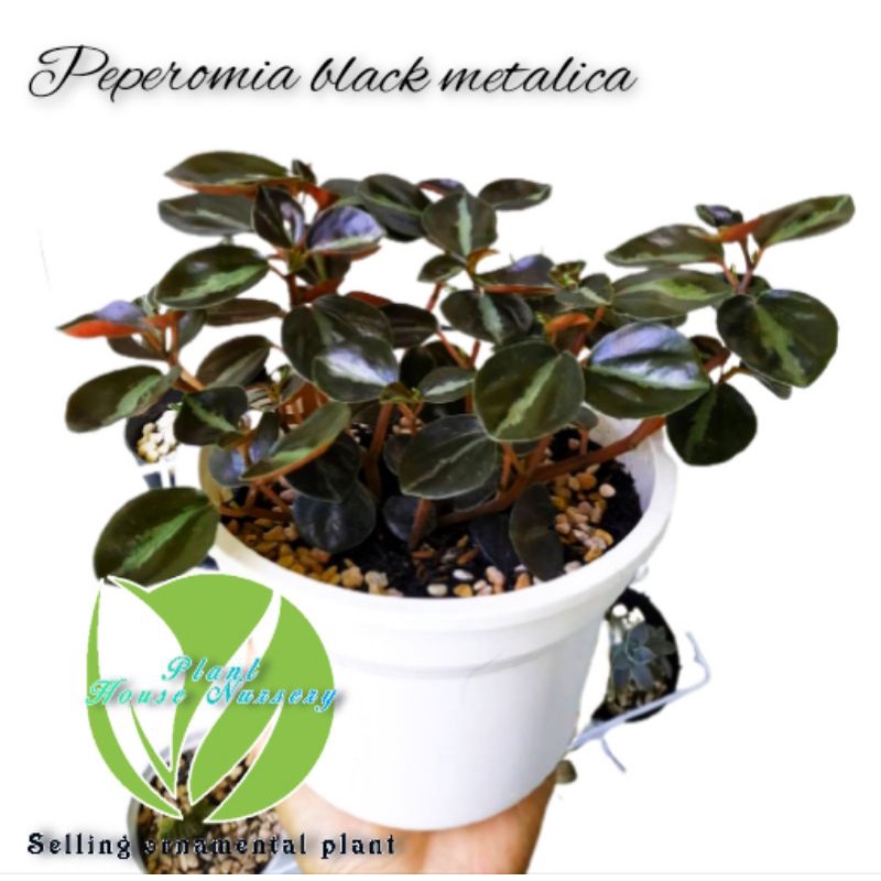 PEPEROMIA BLACK METALICA