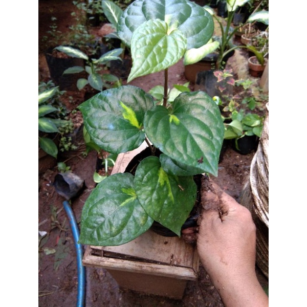 tanaman herbal sirih varigata-sirih varigata