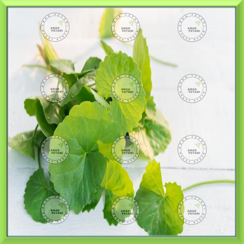 

DAUN PEGAGAN / ANTANAN SEGAR 250 GRAM