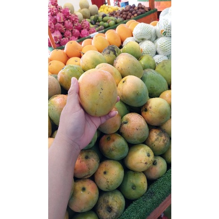 

Mangga Gedong Gincu