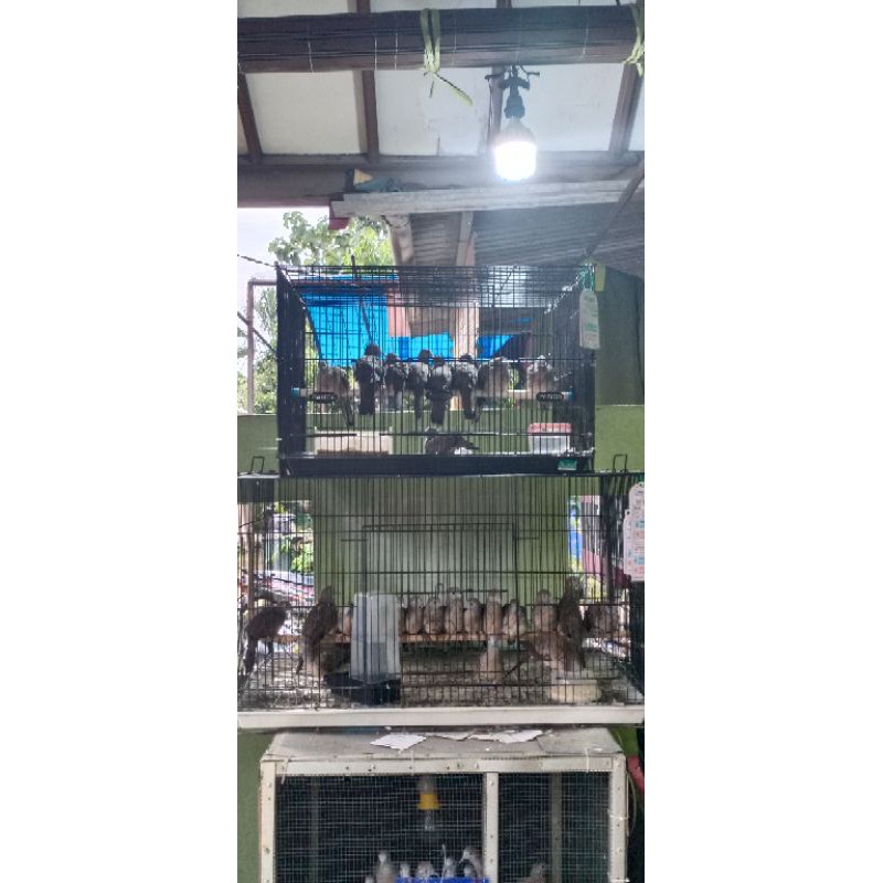 perkutut bangkok murah sepasang