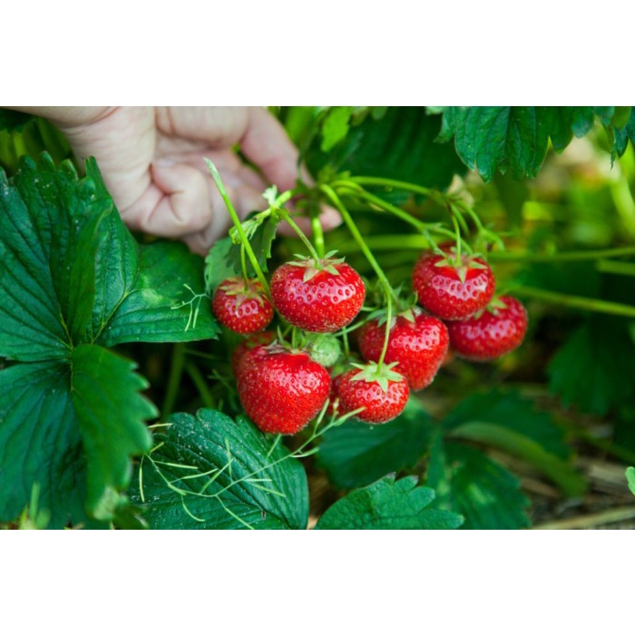 Pupuk Booster Strawberry Agar Berbuah Lebat, Pupuk Stroberi