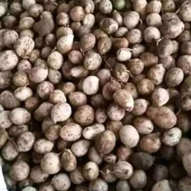 

Kacang gondolo 1 kg