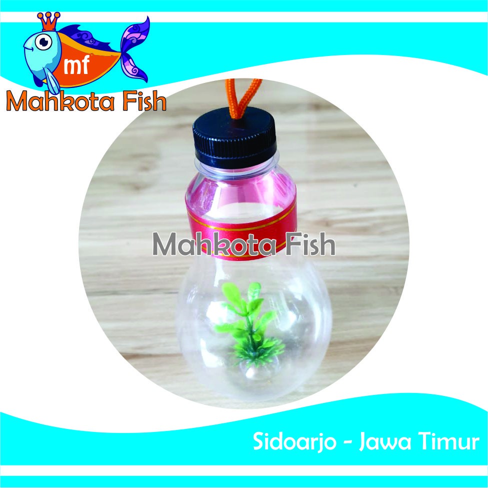 Botol Ikan Hias | Botol Cupang | Botol Mini