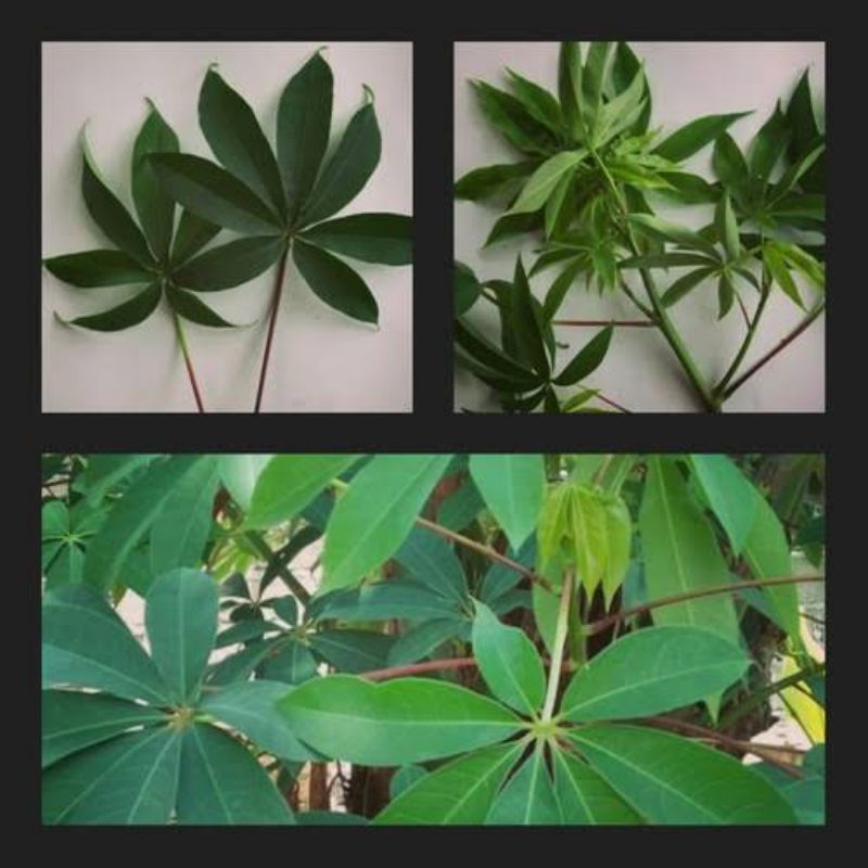 

Daun kapuk/randu/100gr