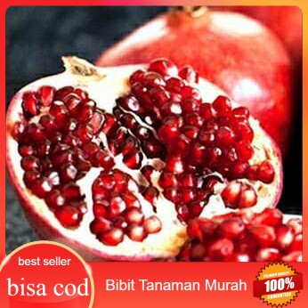 Bibit buah delima merah biji lunak red ruby pomegranate spanyol