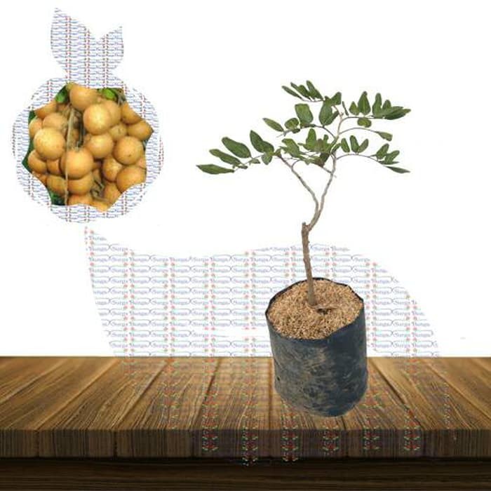 Bibit Buah KeLengkeng Pingpong Super Genjah - Bibit Buah