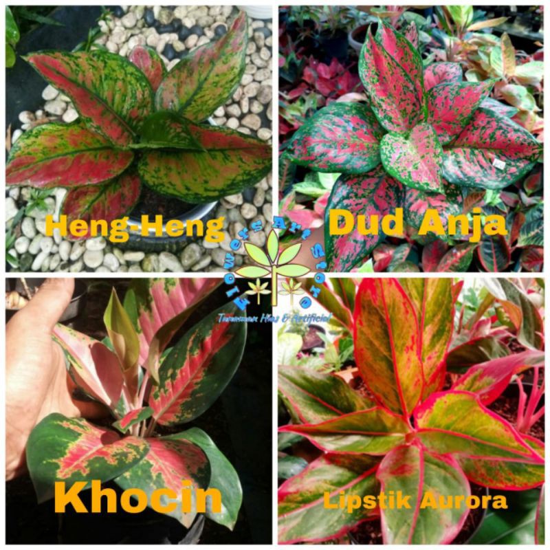 PAKET HEMAT 4 Jenis Anakan Aglonema Heng Heng, Dut anja, Kochin & Aglonema Red Lipstik