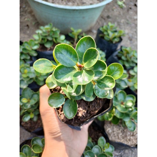 bibit bonsai dolar micro/mangkok