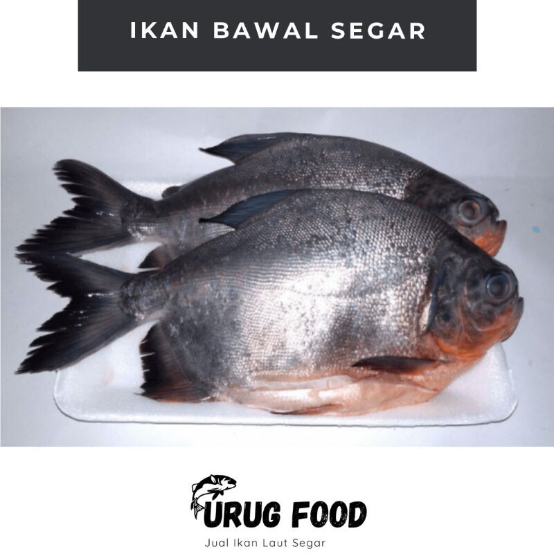 

URUG FOOD - IKAN BAWAL SEGAR